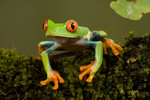 redeye treefrog